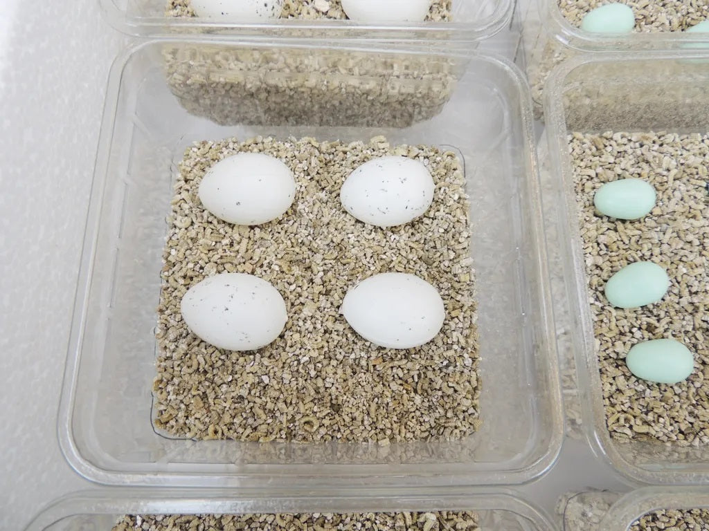 Campo24 Reptilieninkubator ST4 – Brutkasten für Reptilien & Amphibien | Thermo-Hygrometer, doppelte Lüftung, bis zu 48 Eier