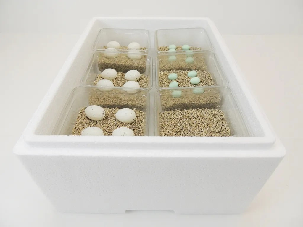 Campo24 Reptilieninkubator ST4 – Brutkasten für Reptilien & Amphibien | Thermo-Hygrometer, doppelte Lüftung, bis zu 48 Eier