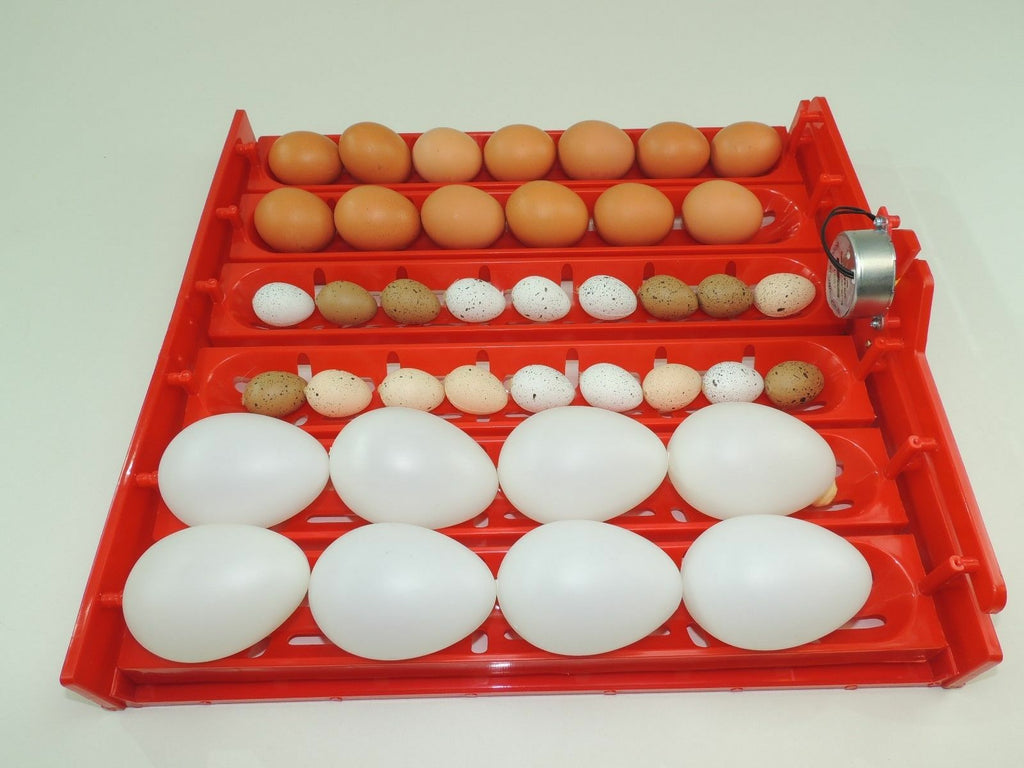 Wendehorde für Inkubator, Motorbrüter, Flächenbrüter, Brutapparat von Campo24