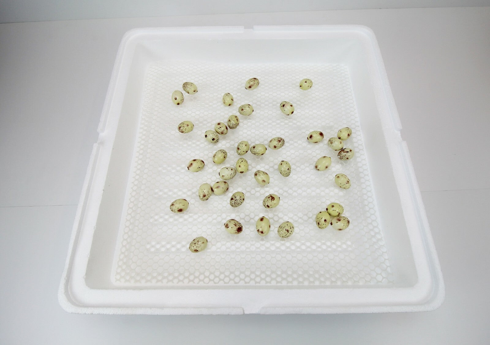 Motorbrüter, Brutapparat, Inkubator, Brutmaschine, Brüter