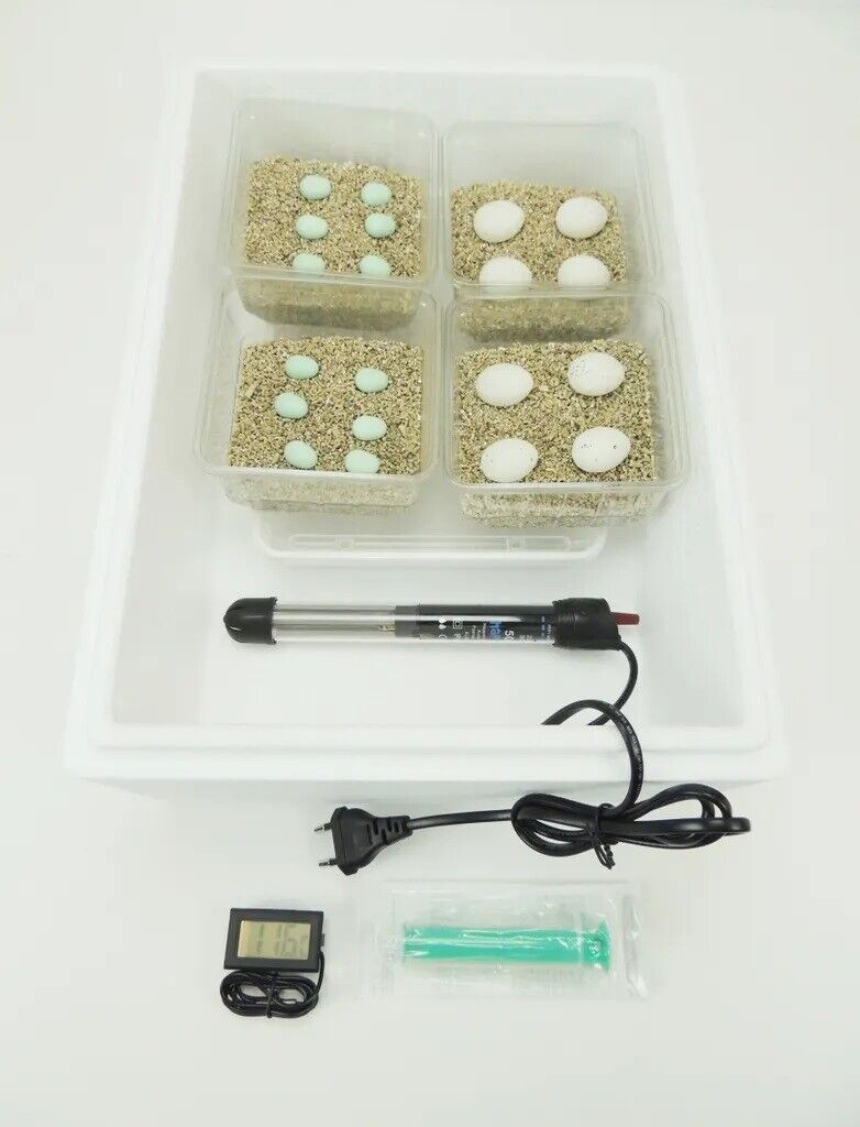 Campo24 Reptilieninkubator ST1 – Brutkasten für Reptilien & Amphibien, Kunstbrut, Digitalthermometer, bis zu 48 Eier, Bartagamen, Leopardgeckos, Kornnattern