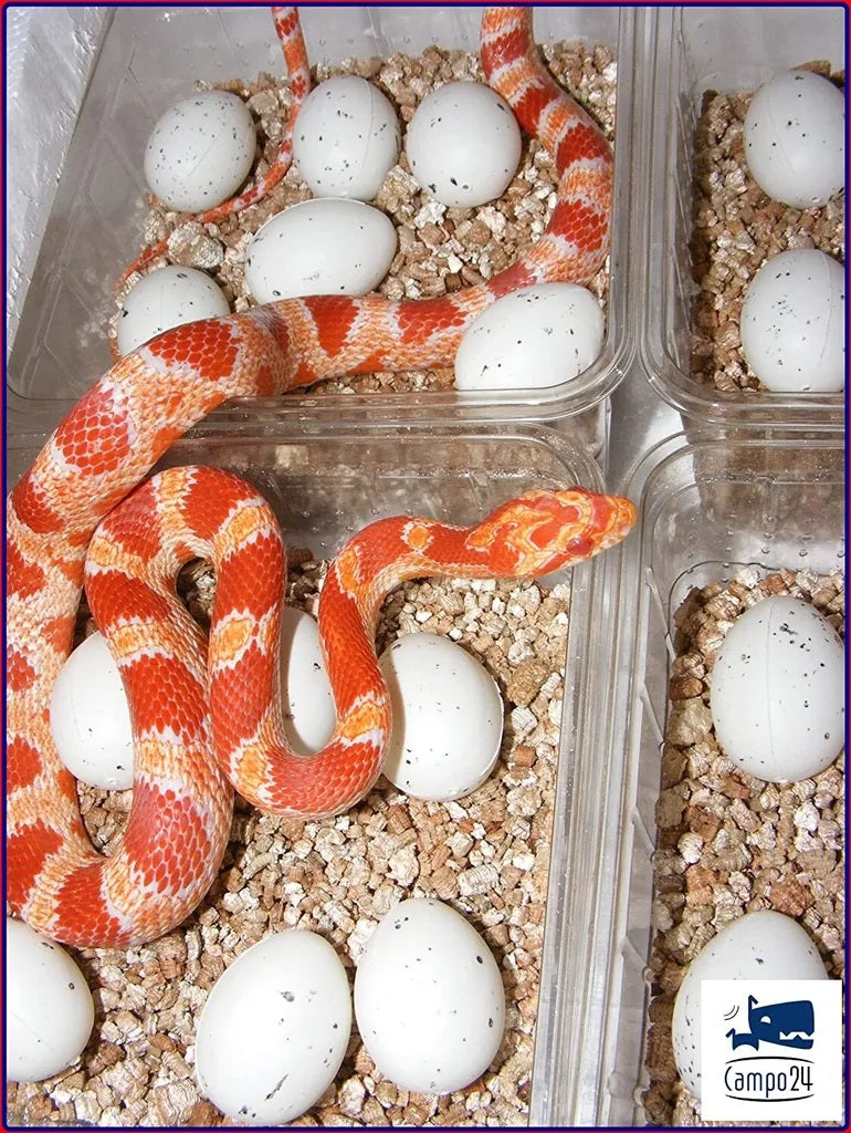 Campo24 Reptilieninkubator ST4 – Brutkasten für Reptilien & Amphibien | Thermo-Hygrometer, doppelte Lüftung, bis zu 48 Eier