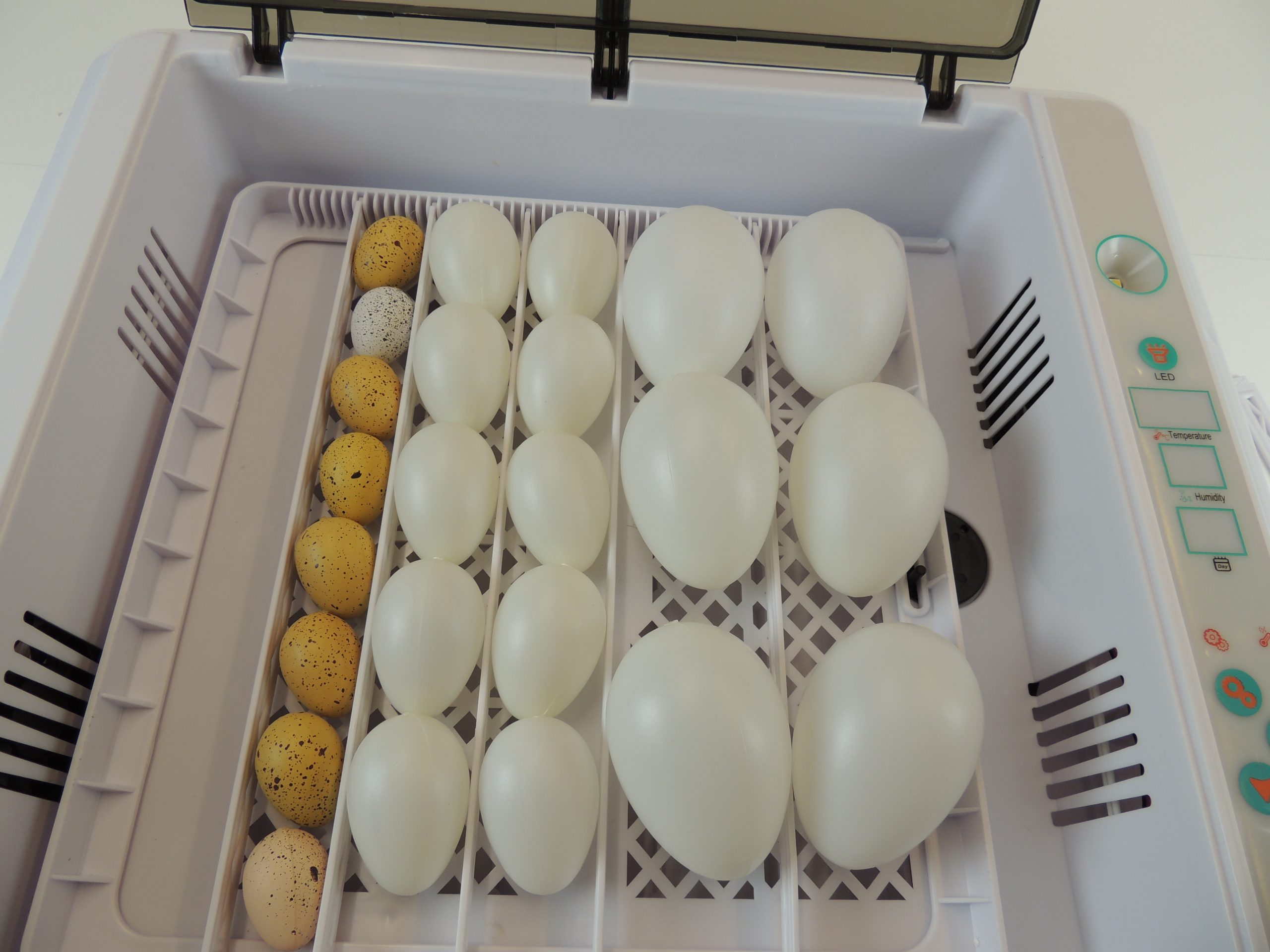 farm & ranch 12 Eier Inkubator Automatisch mit Effizienter LED Beleuchtung,Inkubator Brutkasten Motorbrüter Brutmaschine Hühne